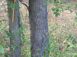 Image of Bradford Pear