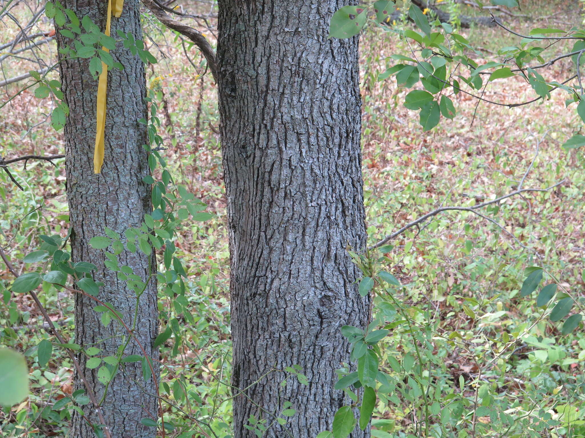 Image of Bradford Pear