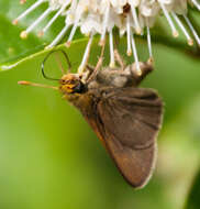 Image of Dun Sedge Skipper