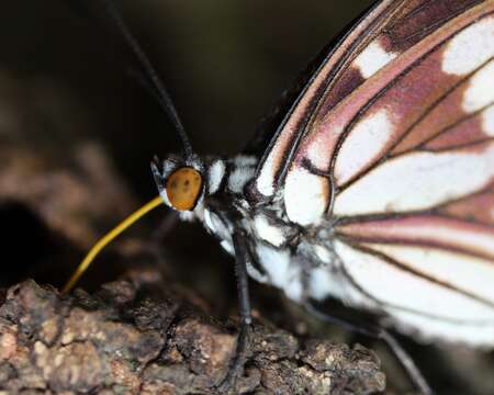 Image of Hestina persimilis Westwood (1850)