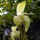 Imagem de Sudamerlycaste fimbriata (Poepp. & Endl.) Archila