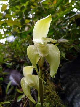 Sivun Sudamerlycaste fimbriata (Poepp. & Endl.) Archila kuva