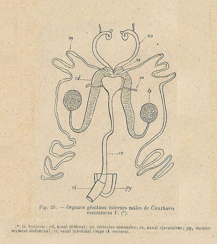 Image of Lytta (Lytta) vesicatoria (Linnaeus 1758)