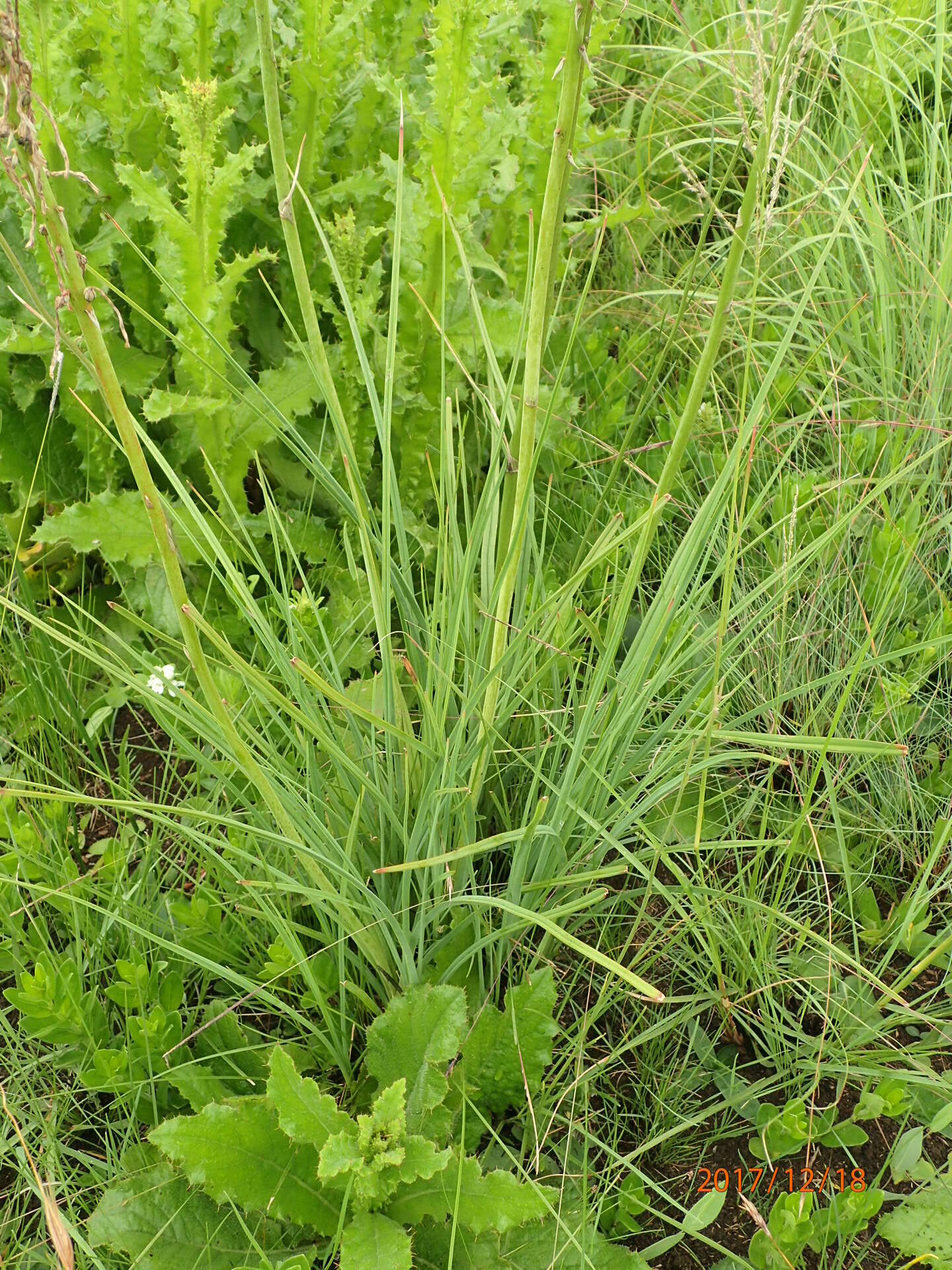 Image of Kniphofia laxiflora Kunth