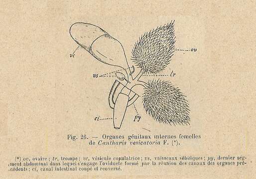 Image of Lytta (Lytta) vesicatoria (Linnaeus 1758)