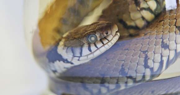 Image of Grass Snake