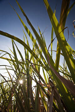 Image of sugarcane