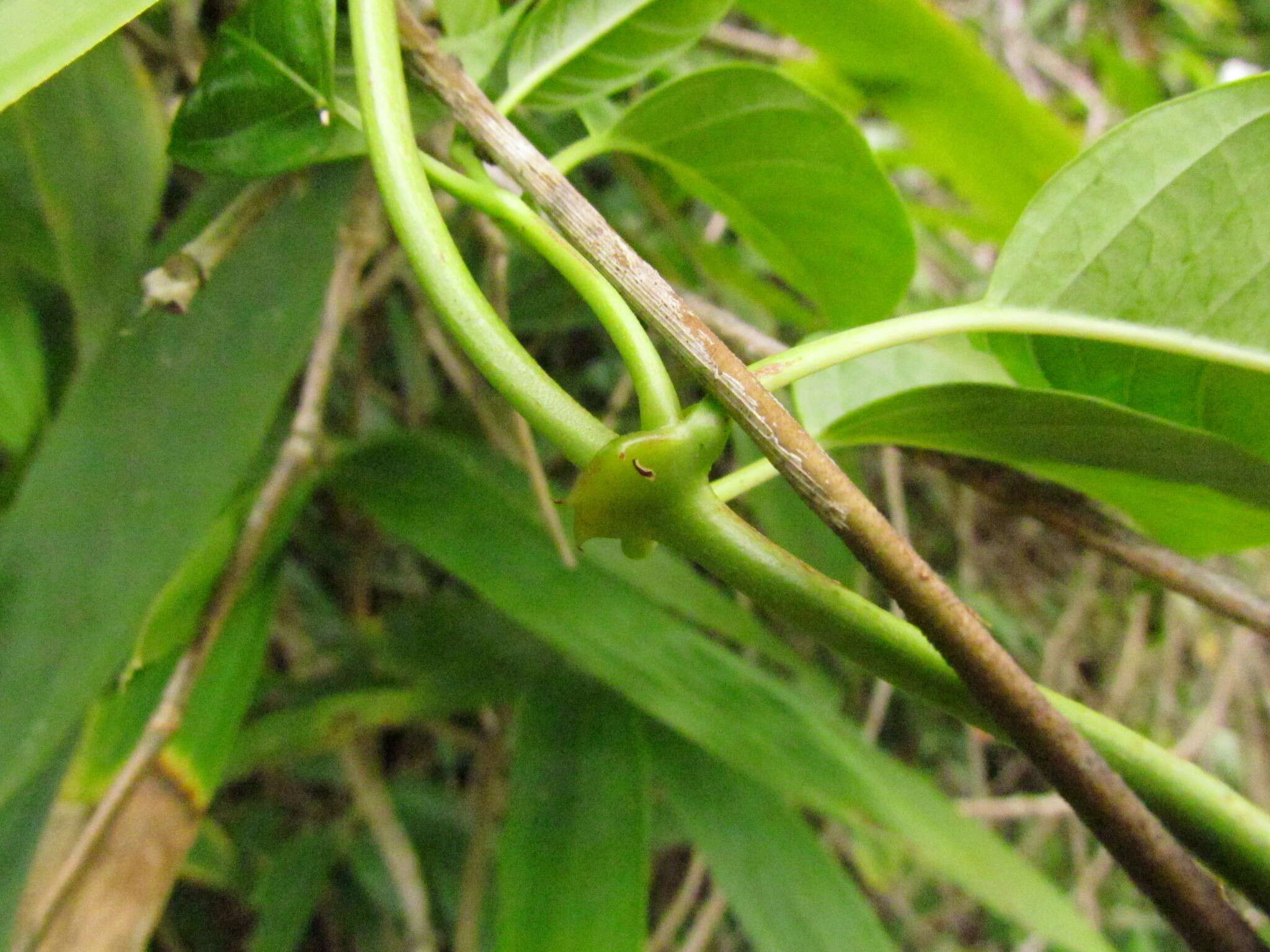 Image of Mandevilla urophylla (Hook. fil.) R. E. Woodson