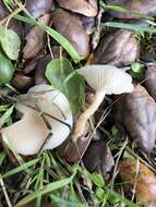 Image of Clitocybe fragrans (With.) P. Kumm. 1871