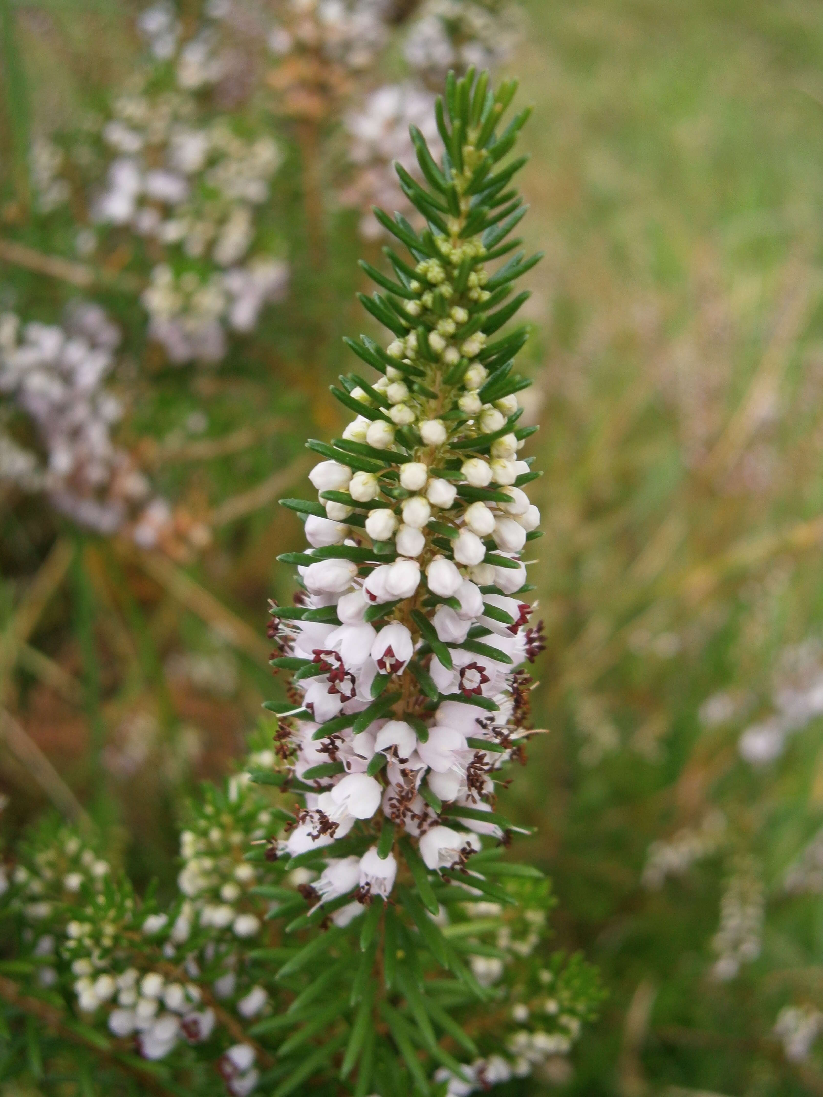 Image of Cornish heath