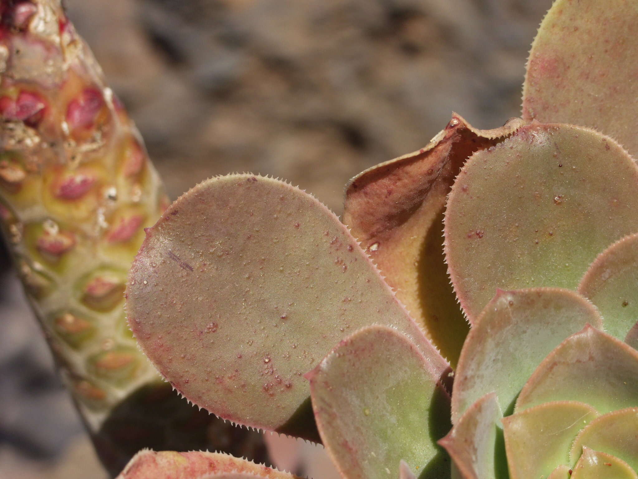 Image of Aeonium hierrense (Murr.) J. Pitard & L. Proust