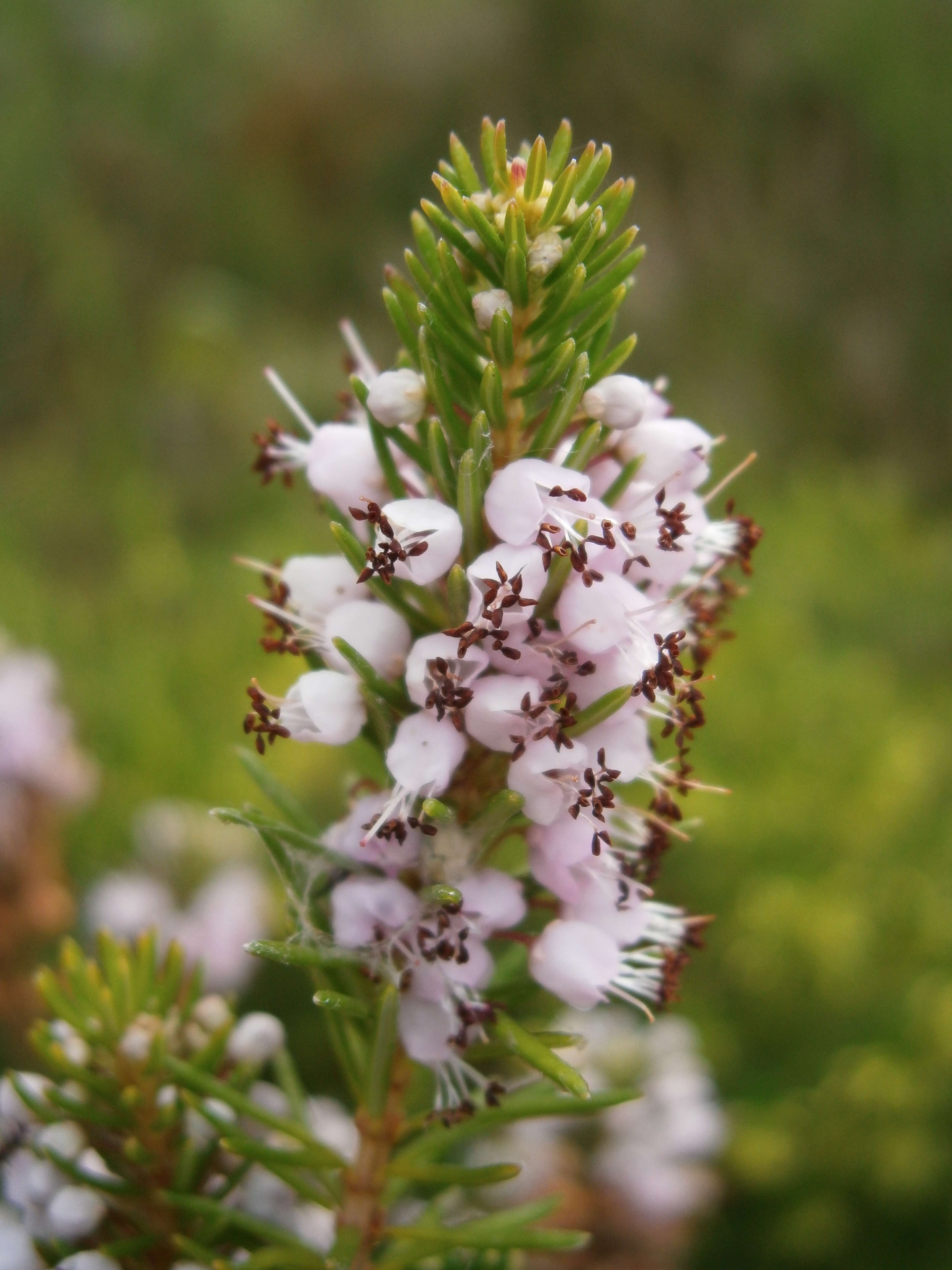 Image of Cornish heath