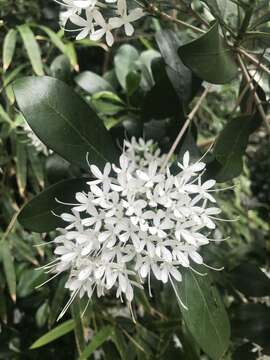 Image of Pavetta australiensis Bremek.