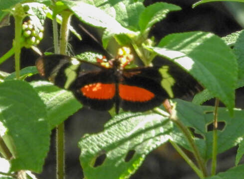 Image of Heliconius clysonymus montanus Salvin 1871