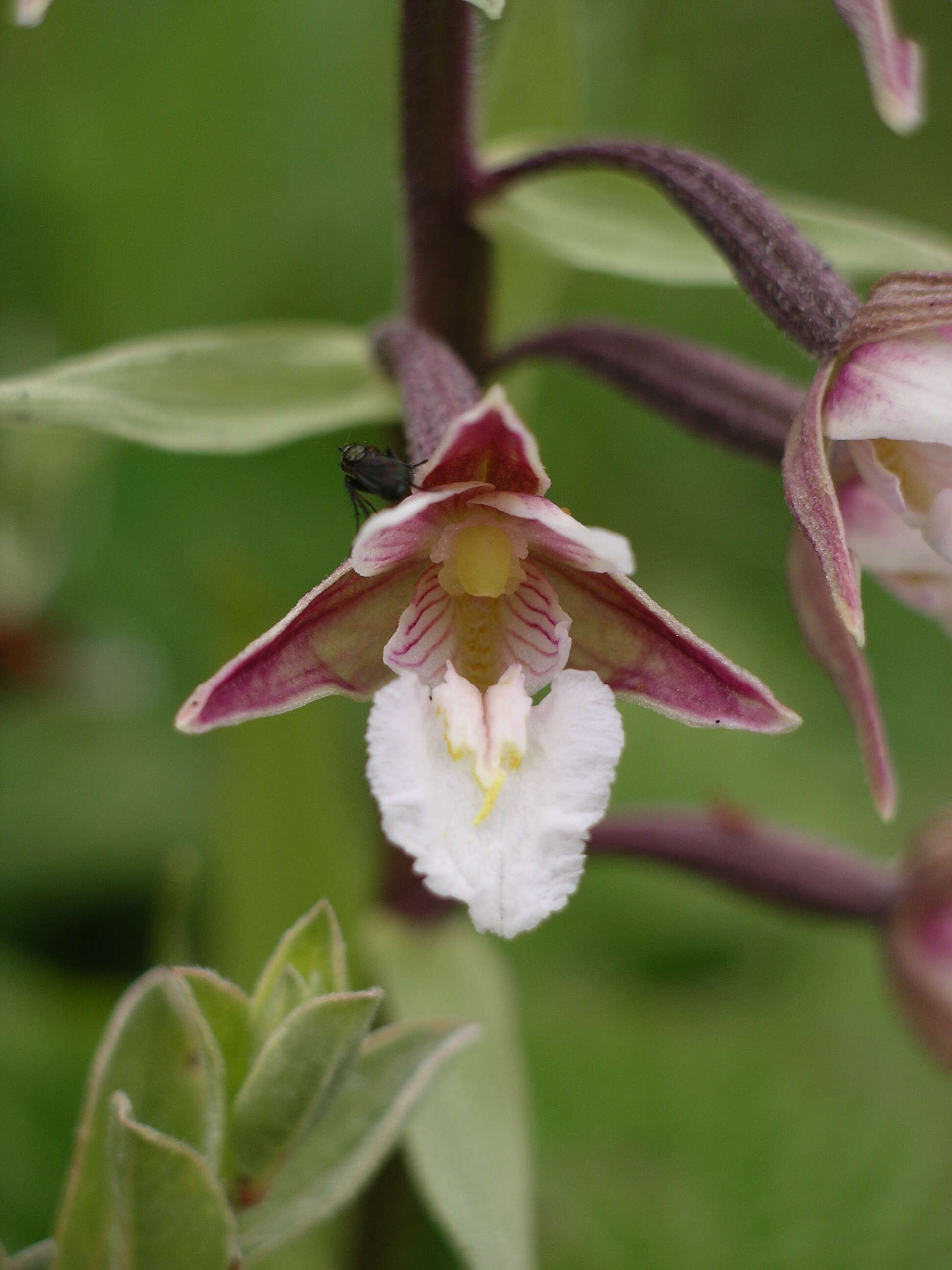 Imagem de Epipactis palustris (L.) Crantz