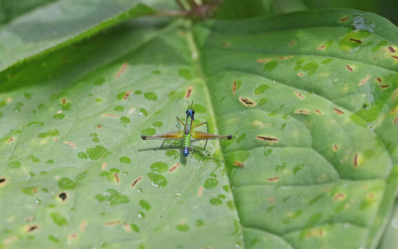 Image of Eumastax equatoriana Descamps 1973