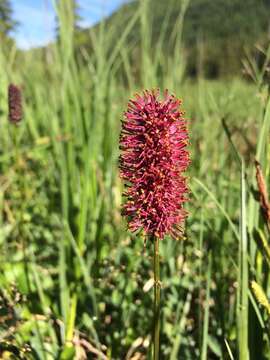 Image of Small-Head Burnet