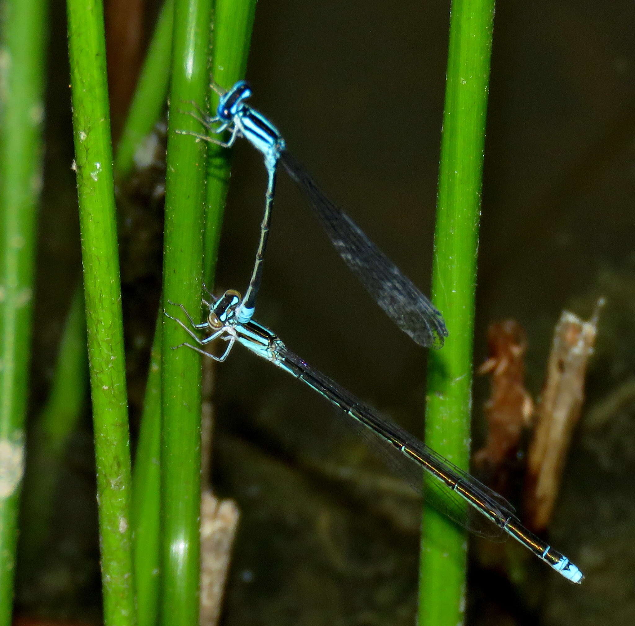 Image of Turquoise Bluet