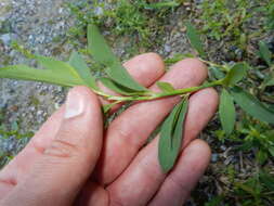 Image of knotgrass