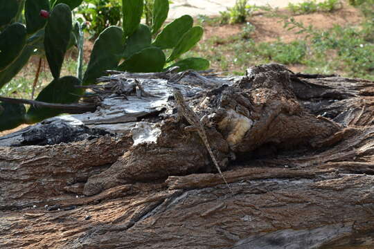 Image of Common agama