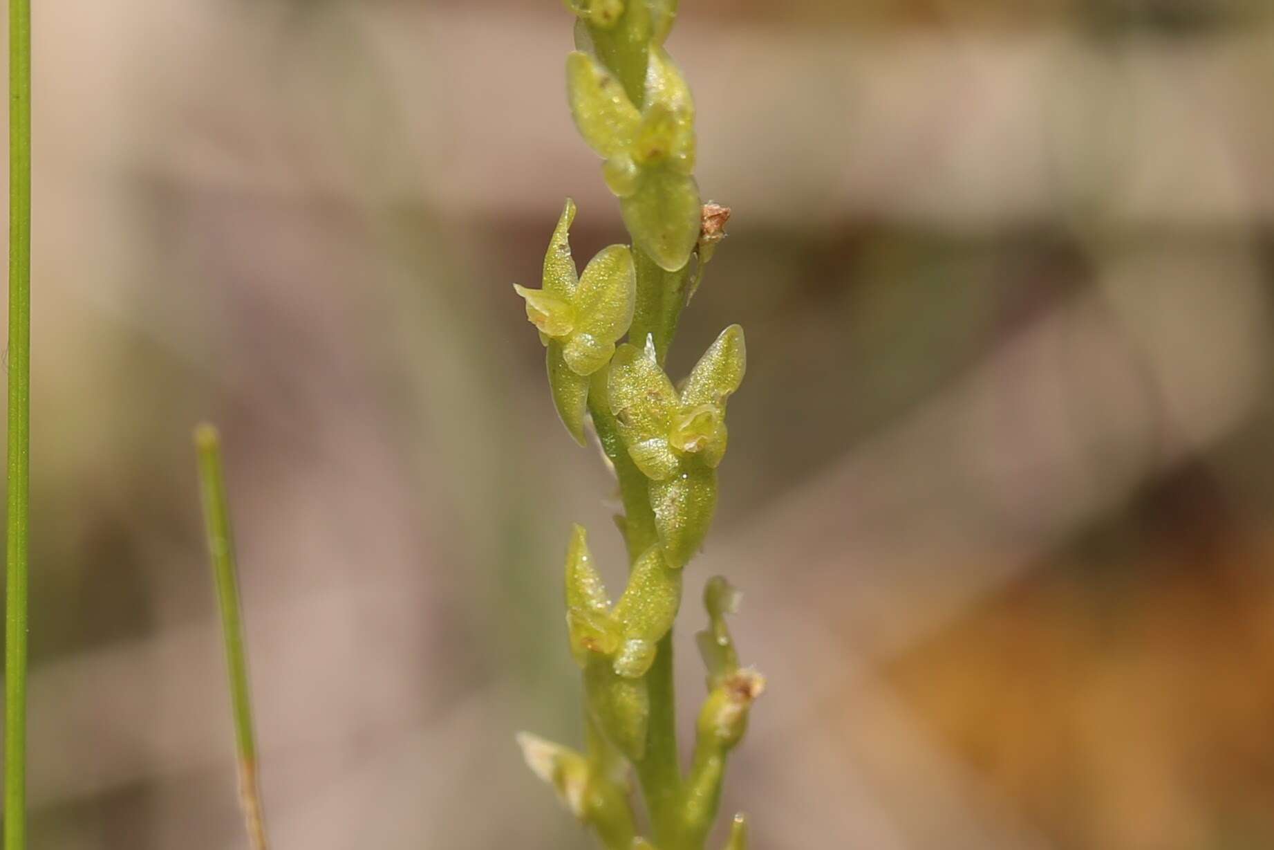 Image of Bog Orchid