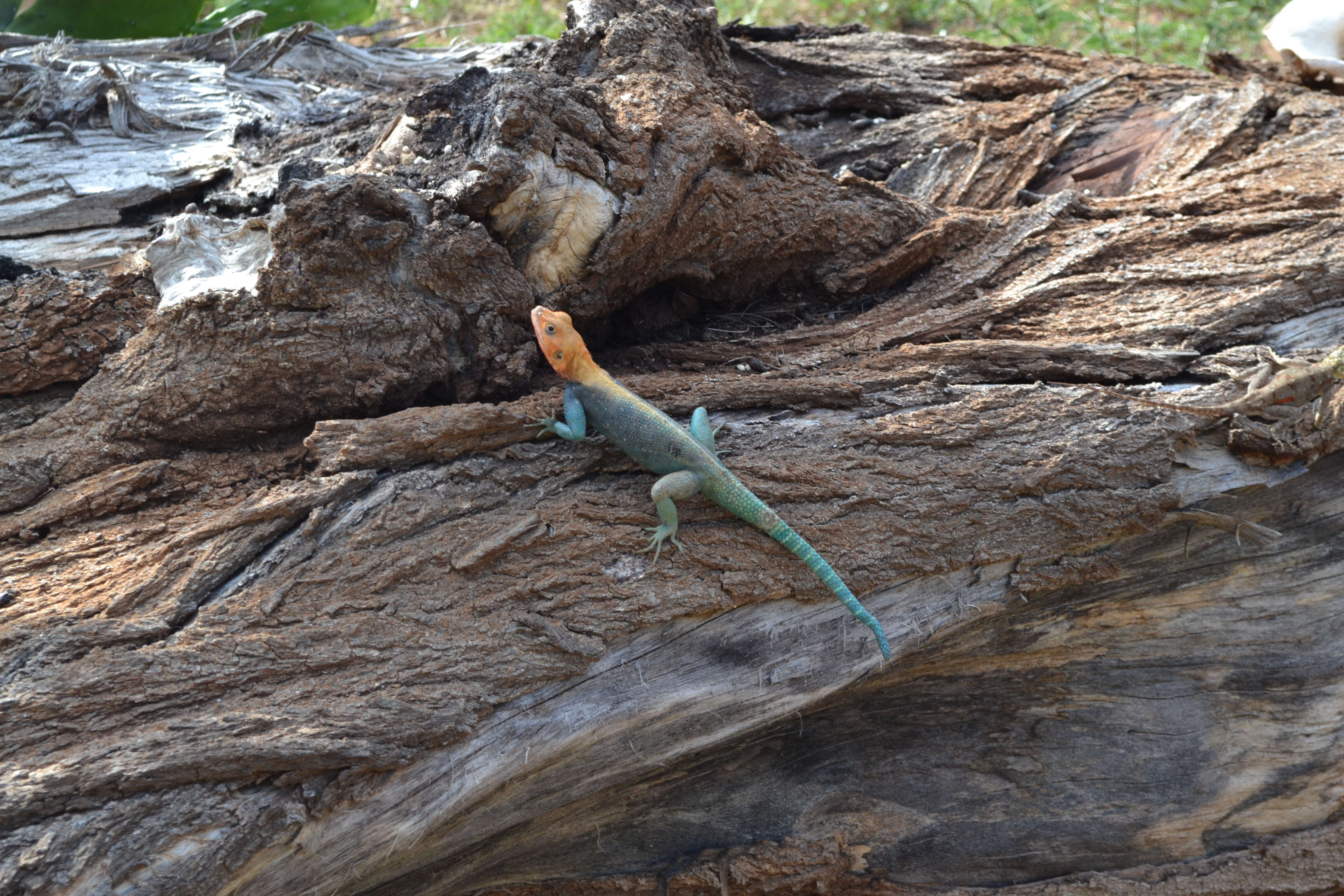 Image of Common agama