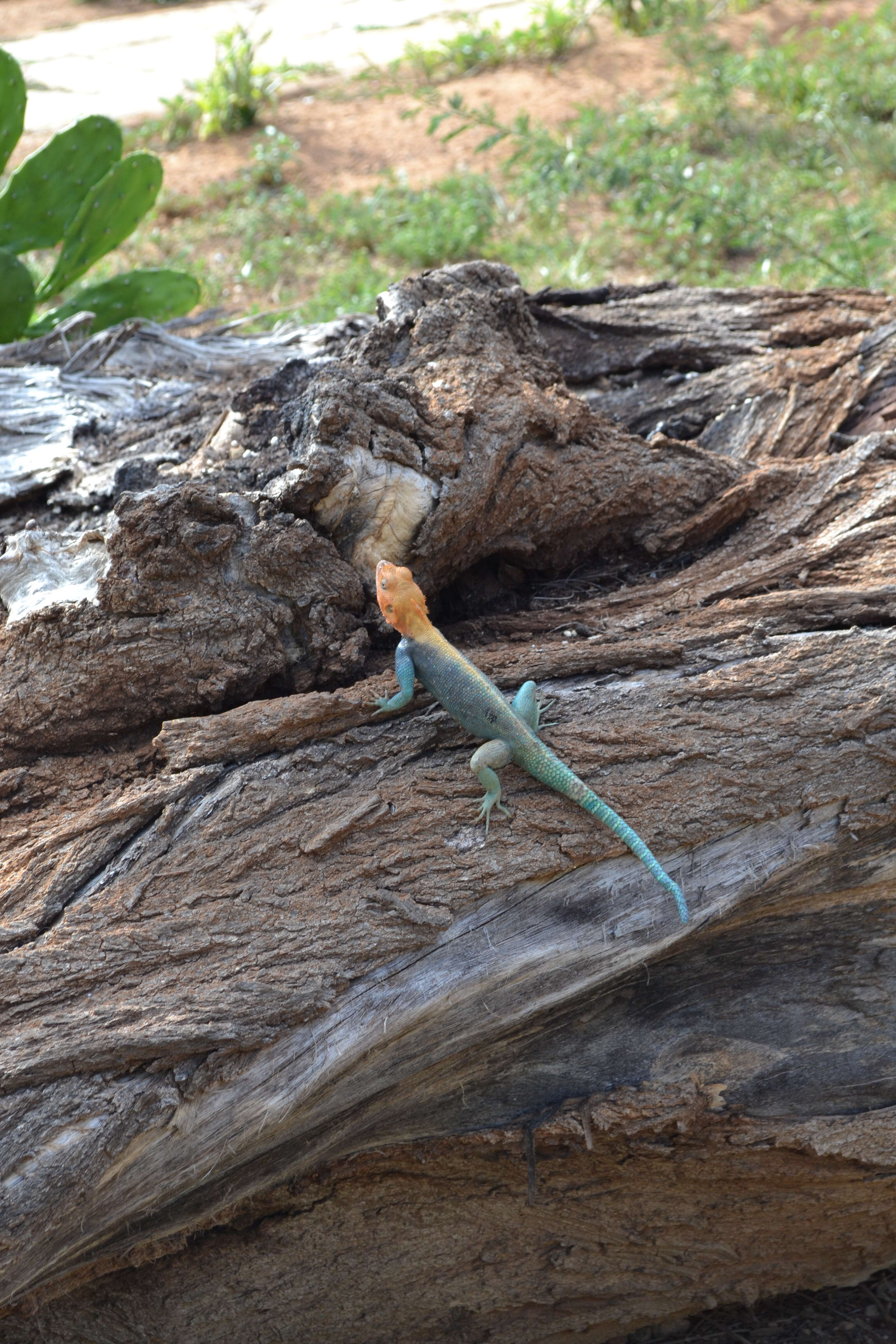 Image of Common agama