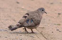 Image of Emerald-spotted Dove