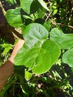 Image de Actinidia chinensis var. hispida C. F. Liang