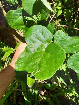 Image de Actinidia chinensis var. hispida C. F. Liang