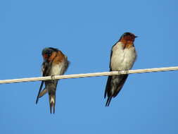 Imagem de Hirundo neoxena Gould 1842