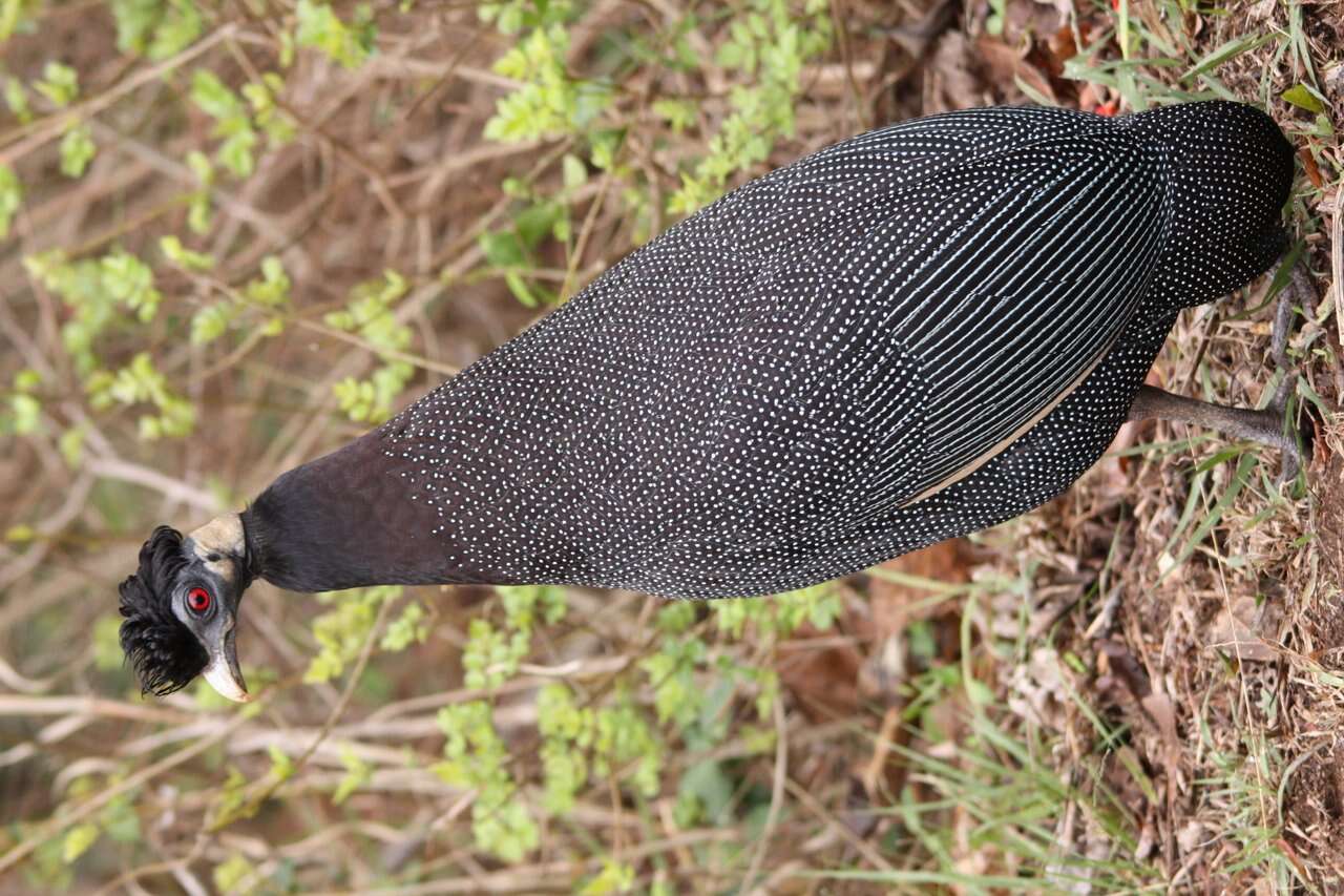 Image of guineafowls