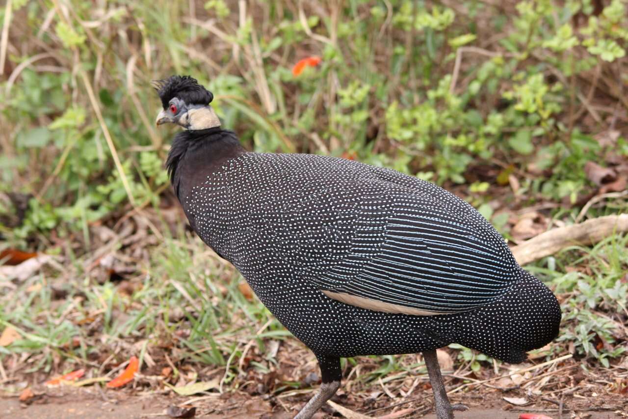 Image of guineafowls