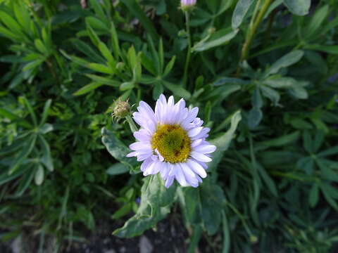 Image of Glacier Fleabane