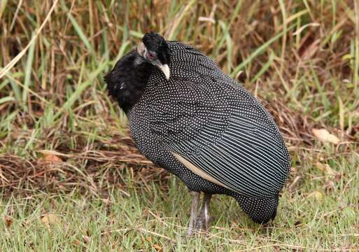 Image of guineafowls