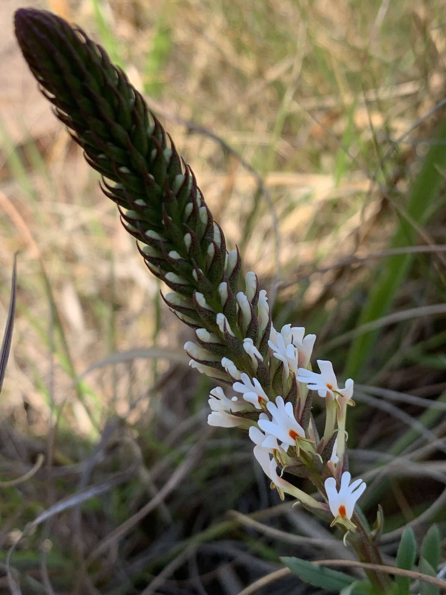 Sivun Hebenstretia comosa Hochst. kuva