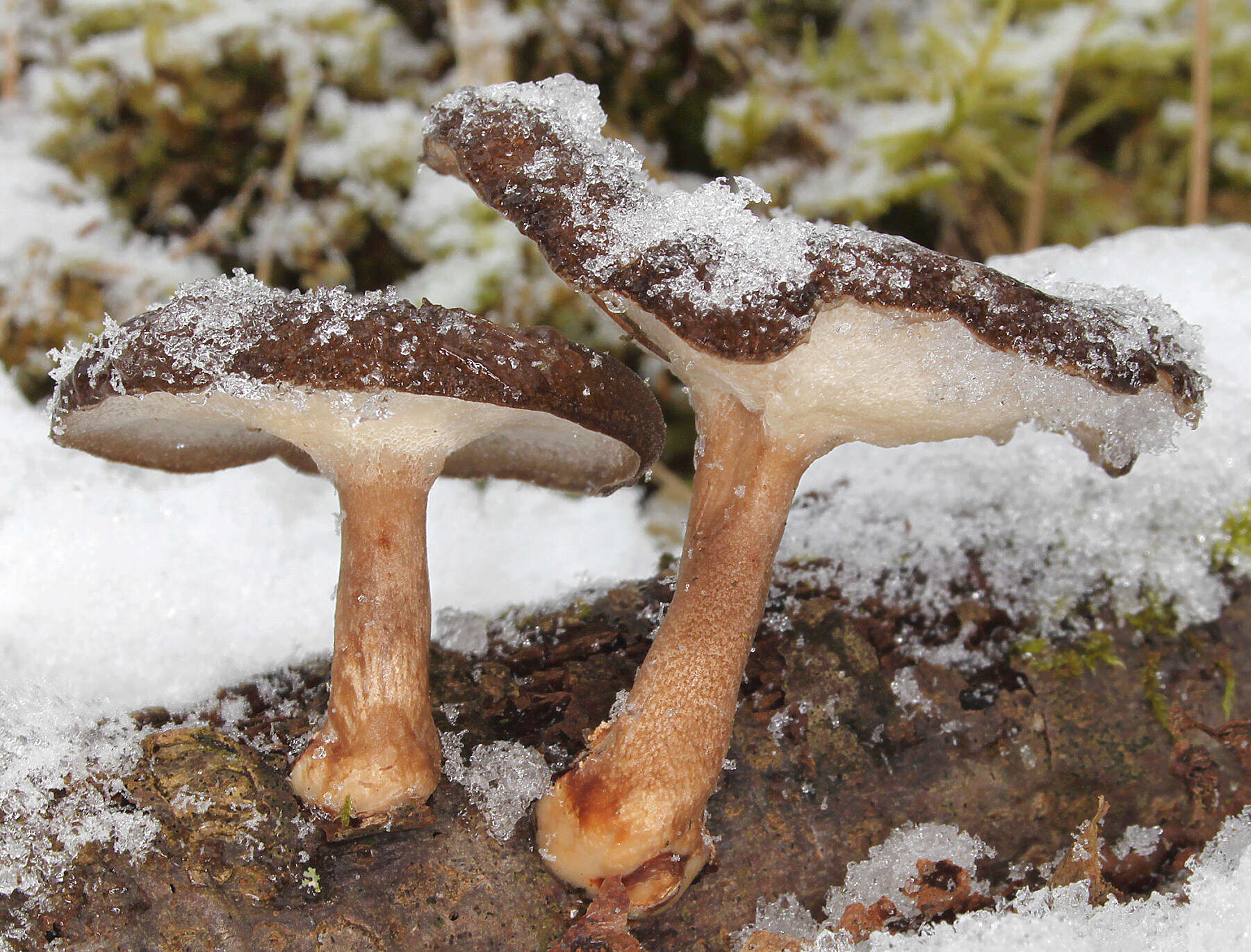 Image of Lentinus brumalis (Pers.) Zmitr. 2010