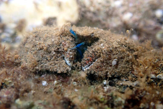 Image of hairy stone crabs