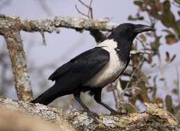 Image of Pied Crow