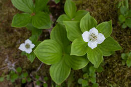 Image of bunchberry dogwood