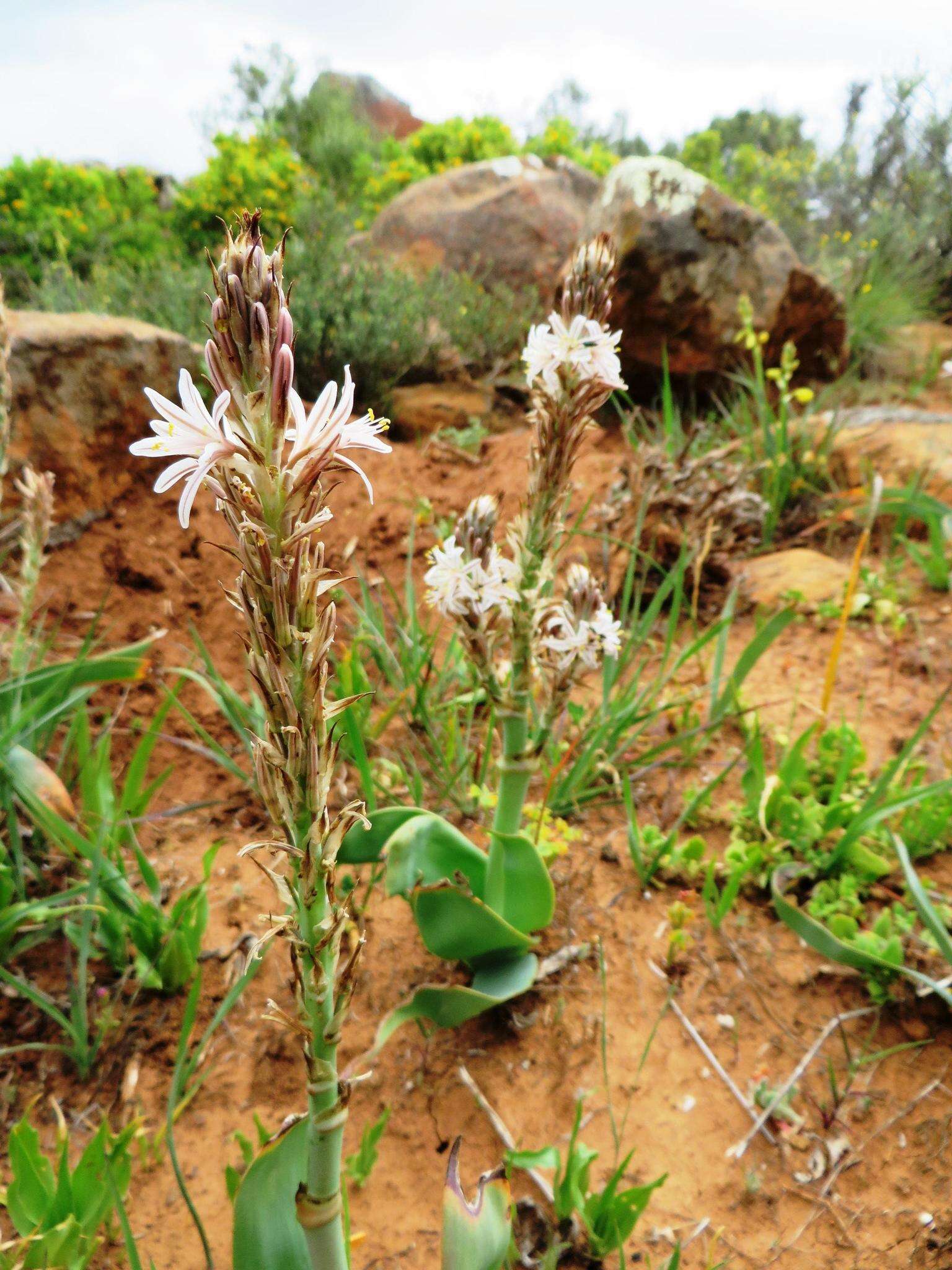 Sivun Trachyandra falcata (L. fil.) Kunth kuva