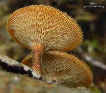 Image of Lentinus arcularius (Batsch) Zmitr. 2010