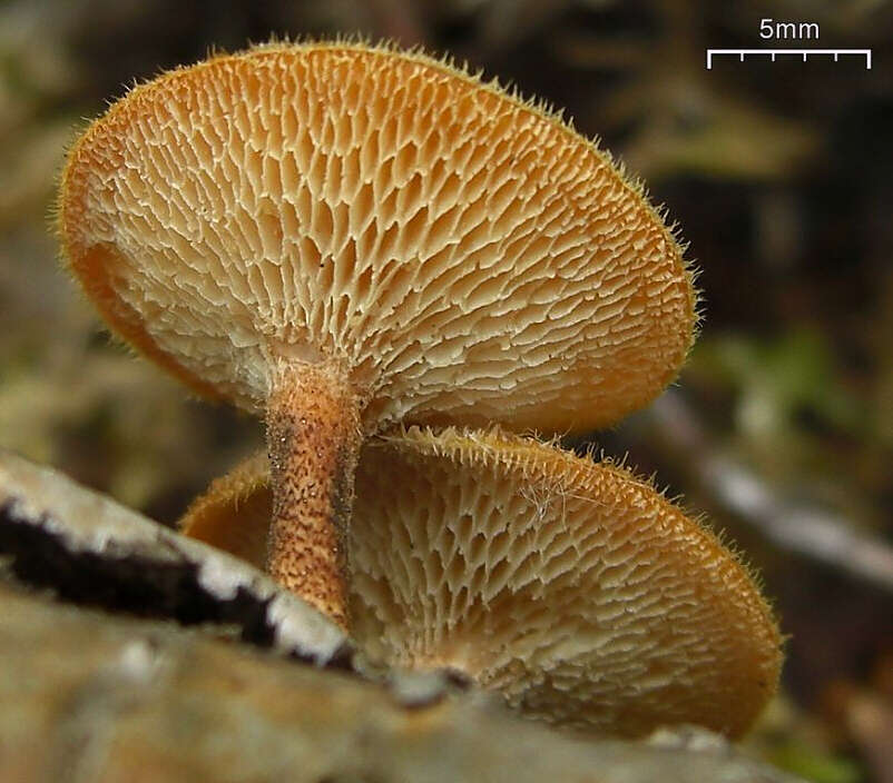 Image of Lentinus arcularius (Batsch) Zmitr. 2010