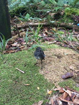 Image of North Island Robin