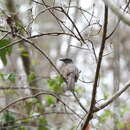 Image of Myadestes occidentalis insularis Stejneger 1882