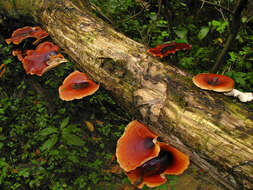 Image of black-footed polypore