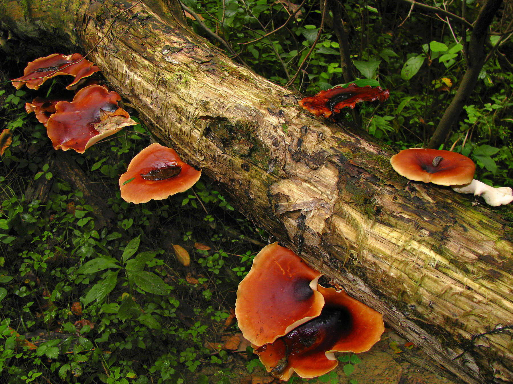 Image of black-footed polypore