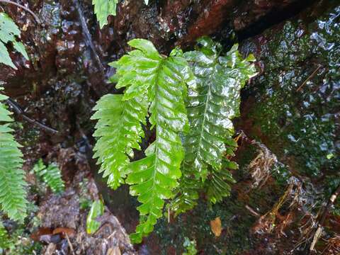 Image of Hymenasplenium obscurum (Bl.) Tag.