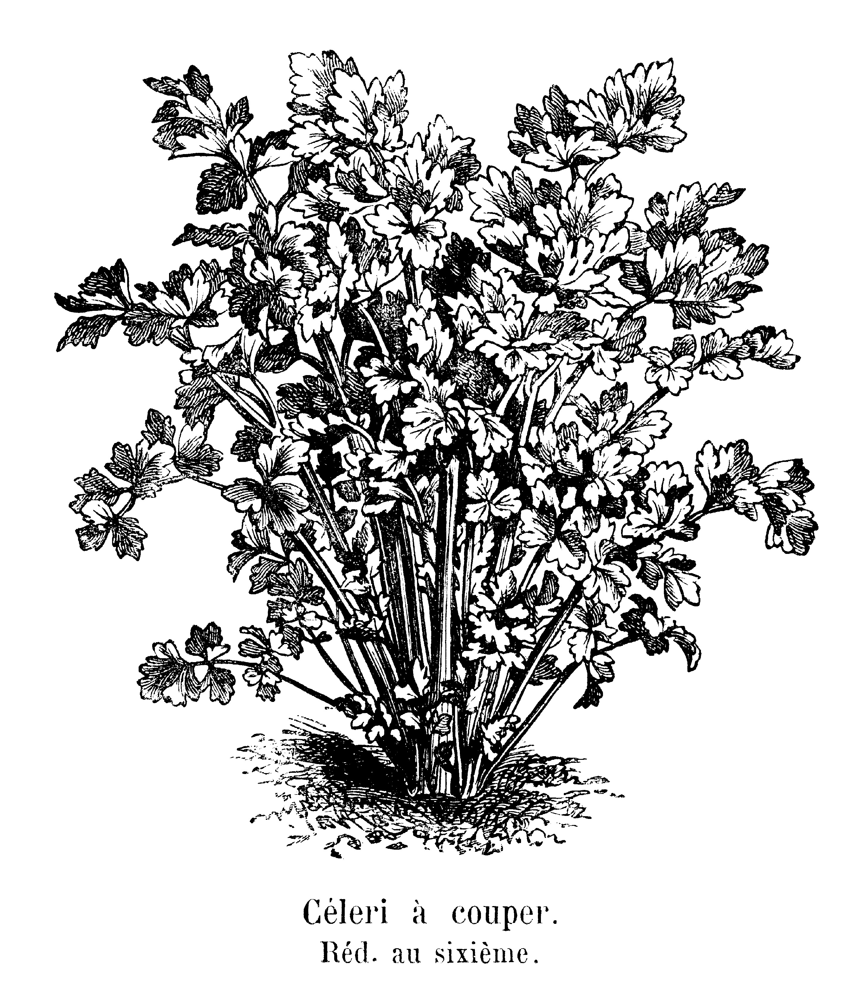 Image of <i>Apium graveolens</i> var. <i>secalinum</i>