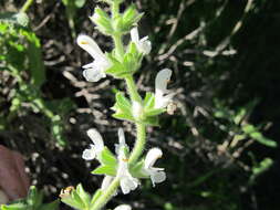 Image of Large blue sage